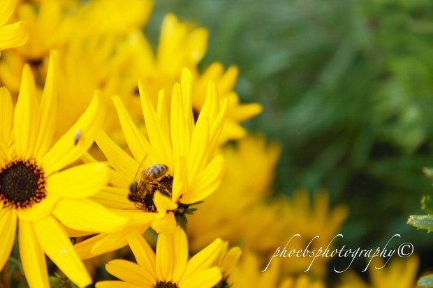 Flowers and the Bee. Taken by Phoebs Photography